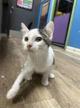 Rescue Domestic Short Hair Cats for Adoption in Chicago, Illinois - Otter | PetCurious