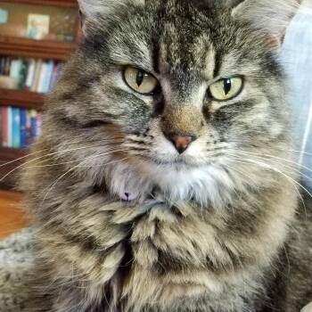 Domestic Long Hair Cats Available for Adoption in West Lafayette, Indiana - Rosie | PetCurious
