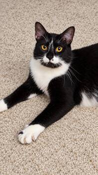 Maui -  Domestic Short Hair Cat for Adoption in Hamilton, Michigan - Maui | PetCurious