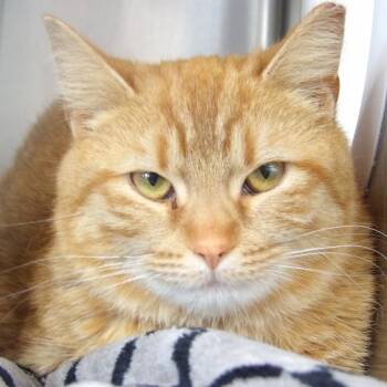 Domestic Short Hair Cats Available for Adoption in Newark, New Jersey - Lily | PetCurious
