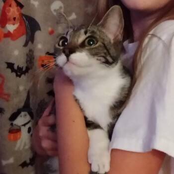 Bindy -  Domestic Short Hair Cat for Adoption in Ferndale, Washington - Bindy | PetCurious