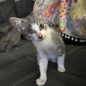 Jellin -  Domestic Short Hair Cat for Adoption in Monroe, Michigan - Jellin | PetCurious