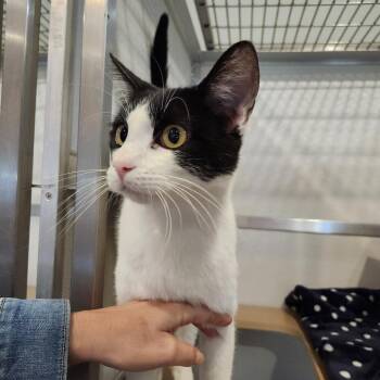 Venmo -  Domestic Short Hair Cat for Adoption in Saint Charles, Missouri - Venmo | PetCurious