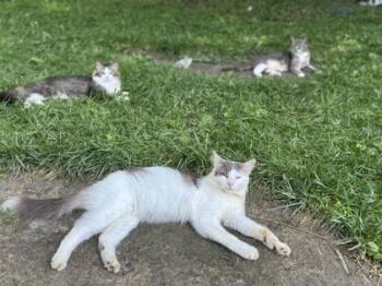 Cotton Eyed Joe -  Domestic Short Hair Cat for Adoption in Cincinnati, Ohio - Cotton Eyed Joe | PetCurious