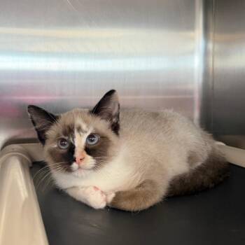 Fern -  Domestic Short Hair Cat for Adoption in Spanish Fork, Utah - Fern | PetCurious