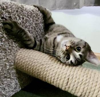 Scooter (aka Rascal) -  Domestic Short Hair Cat for Adoption in Chicago, Illinois - Scooter (aka Rascal) | PetCurious