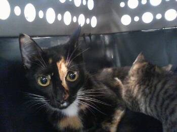 Domestic Short Hair Cats Available for Adoption in Charlotte, North Carolina - PUMPKIN | PetCurious