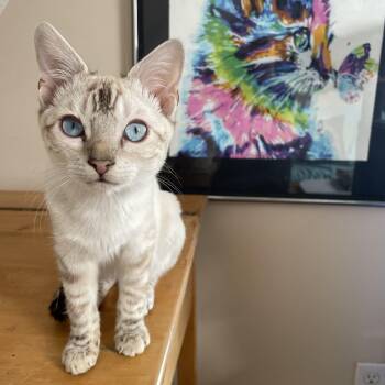 Bengal Cats Available for Adoption in Pickering, Ontario - Ghost (bonded With Marbles And Hercules) | PetCurious