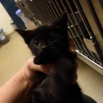 Faith -  Domestic Short Hair Cat for Adoption in New York, New York - Faith | PetCurious