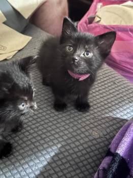 Shuna -  Domestic Short Hair Cat Available for Adoption in Johnson City, Tennessee - Shuna | PetCurious
