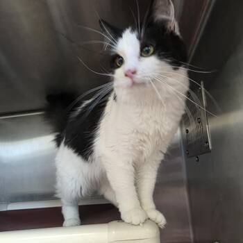Sunshine -  Domestic Medium Hair Cat for Adoption in Fort Wayne, Indiana - Sunshine | PetCurious