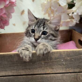 Lennon -  Domestic Long Hair Cat for Adoption in Newberg, Oregon - Lennon | PetCurious