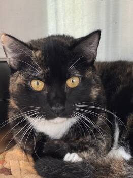 Rescue Domestic Short Hair Cats for Adoption in West Chester, Pennsylvania - Roamie | PetCurious