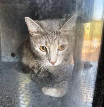 Domestic Short Hair Cats Available for Adoption in Nashville, Tennessee - Samantha | PetCurious