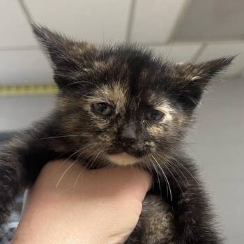 Vegas-C -  Domestic Short Hair Cat for Adoption in East St. Louis, Illinois - Vegas-C | PetCurious