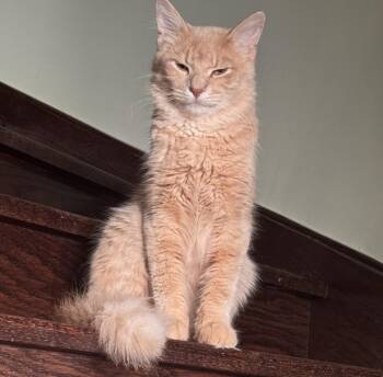 Vincent -  Maine Coon and British Shorthair Cat for Adoption in Brampton, Ontario - Vincent | PetCurious