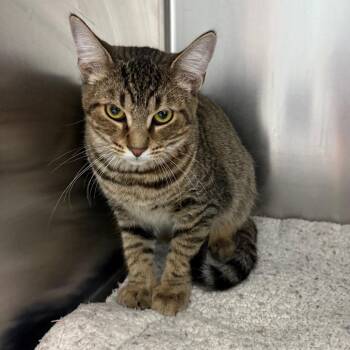 Fred -  Domestic Short Hair Cat for Adoption in Casa Grande, Arizona - Fred | PetCurious