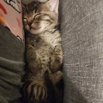 Olive -  Domestic Short Hair Cat Available for Adoption in Columbia, Missouri - Olive | PetCurious