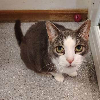 Kitt -  Domestic Short Hair Cat for Adoption in Indiana, Pennsylvania - Kitt | PetCurious
