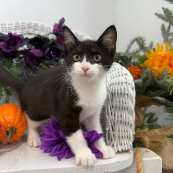 Cheeks legion 56378 -  Domestic Short Hair Cat for Adoption in Eaton Rapids, Michigan - Cheeks Legion 56378 | PetCurious