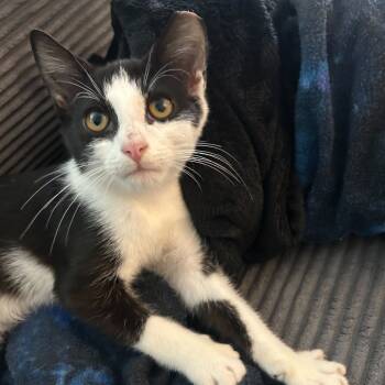 Rescue Domestic Short Hair Cats for Adoption in Charlotte, North Carolina - Chef | PetCurious