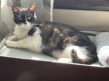 Rescue Domestic Short Hair Cats for Adoption in Ben Avon, Pennsylvania - Ladle Or/& Tibby | PetCurious