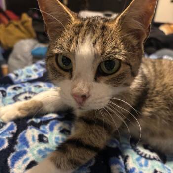 Soapy (Sophie) -  Domestic Short Hair Cat for Adoption in Jessup, Maryland - Soapy (Sophie) | PetCurious