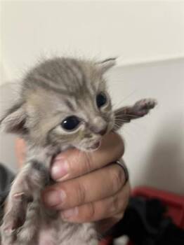 Rescue Domestic Short Hair Cats for Adoption in Houston, Texas - A645125 | PetCurious