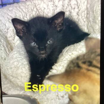 Rescue American Shorthair Cats for Adoption in New Orleans, Louisiana - Espresso | PetCurious