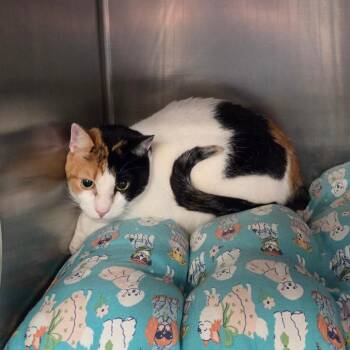 Domestic Short Hair Cats Available for Adoption in Port Charlotte, Florida - Sage | PetCurious