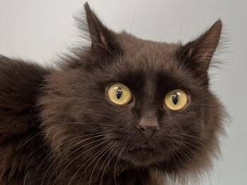 Luna -  Domestic Long Hair and Domestic Short Hair Cat for Adoption in Woodbury, Minnesota - Luna | PetCurious