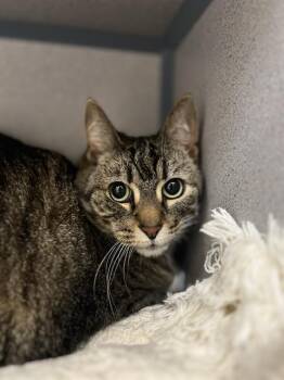 Rescue Domestic Short Hair Cats for Adoption in Aliquippa, Pennsylvania - OLGA | PetCurious