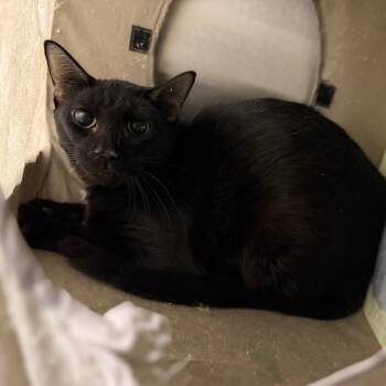 Rescue Domestic Short Hair Cats for Adoption in Pauls Valley, Oklahoma - Oliver | PetCurious