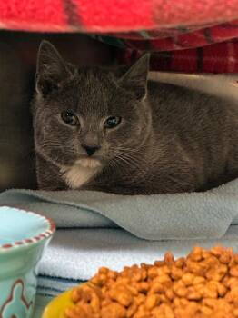 Domestic Short Hair Cats Available for Adoption in Blountville, Tennessee - Hopper | PetCurious