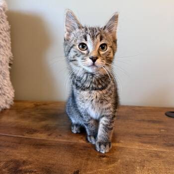 Duncan -  Domestic Short Hair Cat Available for Adoption in Hartville, Ohio - Duncan | PetCurious