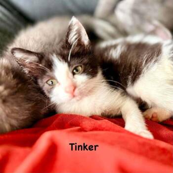 Tinker -  Domestic Short Hair Cat for Adoption in South Bend, Indiana - Tinker | PetCurious