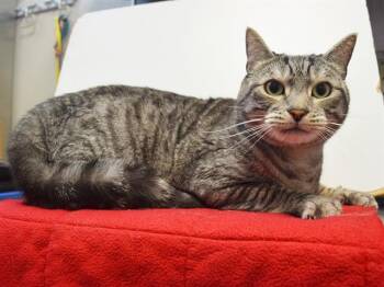 CANOLI -  Domestic Short Hair Cat for Adoption in Sacramento, California - CANOLI | PetCurious