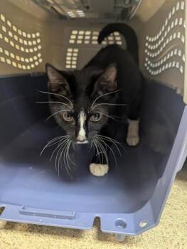 Domestic Short Hair Cats Available for Adoption - Poppyseed Muffin | PetCurious