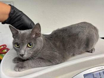 BABY BOX -  Domestic Short Hair Cat for Adoption in Antioch, California - BABY BOX | PetCurious