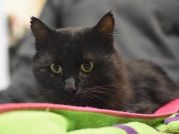 Shalimar -  Domestic Medium Hair Cat for Adoption in Portland, Oregon - Shalimar | PetCurious