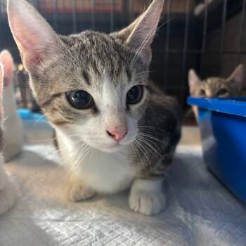 Rescue Domestic Short Hair Cats for Adoption in Laurel, Mississippi - Oat Milk | PetCurious