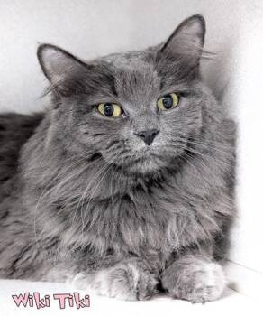 Domestic Long Hair and Domestic Short Hair Cats Available for Adoption in Mason, Michigan - Wiki Tiki | PetCurious