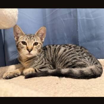 Envy -  Domestic Short Hair Cat for Adoption in Santa Rosa, California - Envy | PetCurious