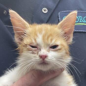 Harley -  Domestic Short Hair Cat for Adoption in Green Forest, Arkansas - Harley | PetCurious