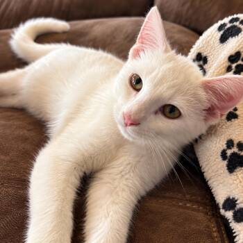 Agatha -  Domestic Short Hair Cat for Adoption in Springfield, Illinois - Agatha | PetCurious