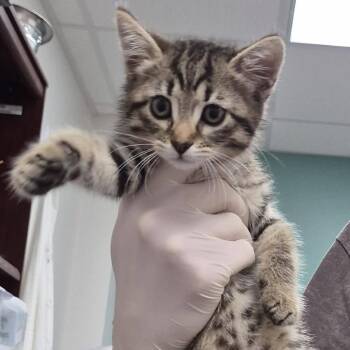 Jolly -  Domestic Short Hair Cat for Adoption in Hattiesburg, Mississippi - Jolly | PetCurious
