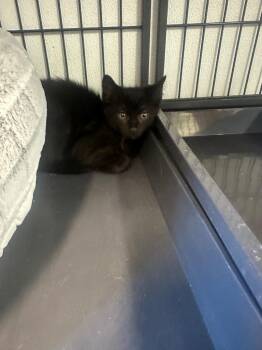 Briggs -  Domestic Short Hair Cat for Adoption in Rock Springs, Wyoming - Briggs | PetCurious