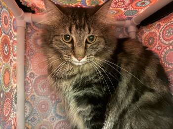 Rescue Domestic Medium Hair Cats for Adoption in Bothell, Washington - Talvi | PetCurious