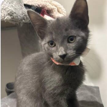 Mochi -  Domestic Short Hair Cat for Adoption in Jupiter, Florida - Mochi | PetCurious