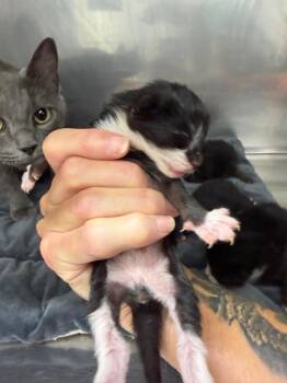 Rooney -  Domestic Short Hair Cat for Adoption in Glenfield, New York - Rooney | PetCurious
